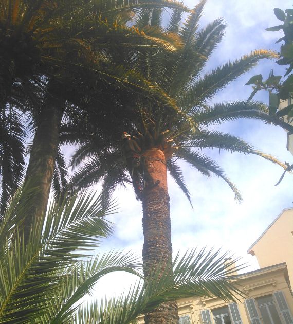 SERPE - Taille de palmiers.png